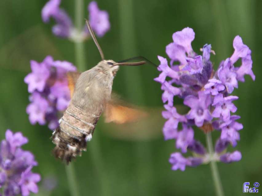 Macroglossum stellatarum - kacsafarkú szender