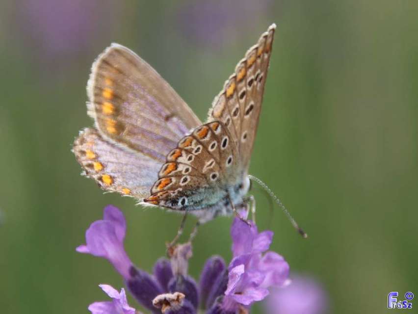Polyommatus icarus - közönséges boglárka