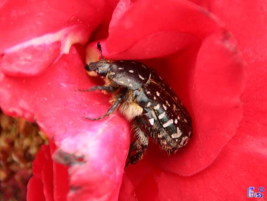 Oxythyrea funesta - sokpettyes virágbogár