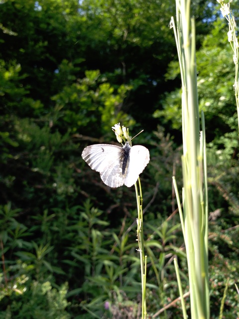 Anthocharis cardamines - hajnalpírlepke