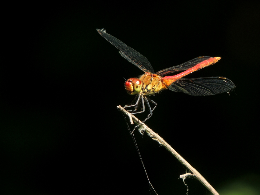 Sympetrum sanguineum - vörös katona-szitakötő