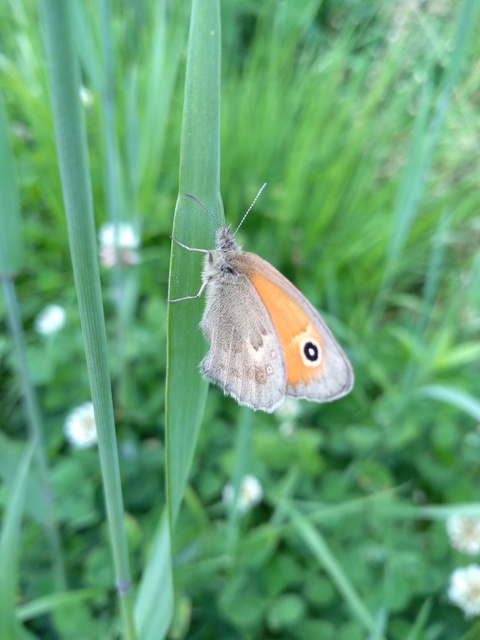 Coenonympha pamphilus - kis szénalepke