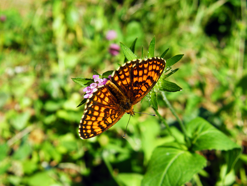 Melitaea athalia/aurelia/britomartis