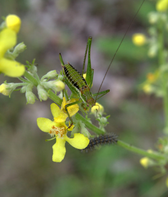 Leptophyes albovittata - közönséges virágszöcske