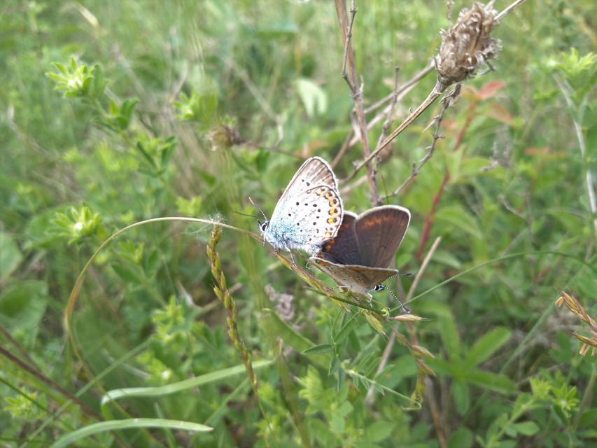 Plebejus argus - ezüstös boglárka