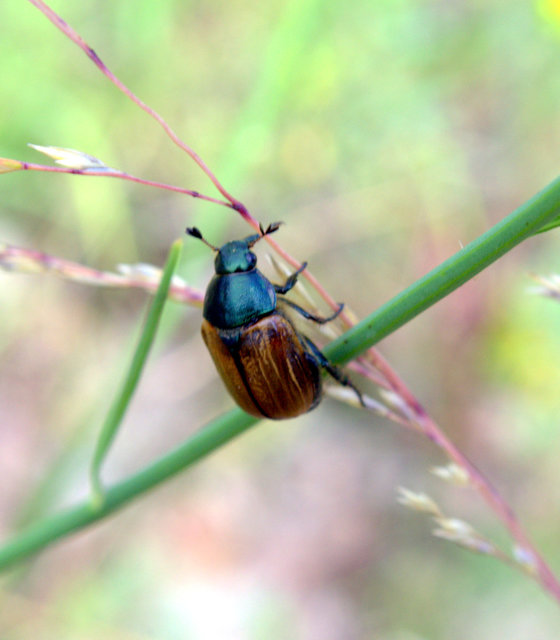 Phyllopertha horticola - kerti szipoly