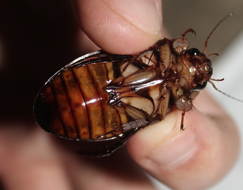 Dytiscus dimidiatus - tompacsípős csíkbogár