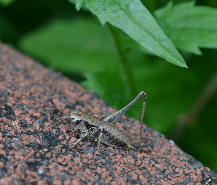 Pholidoptera griseoaptera - szürke avarszöcske