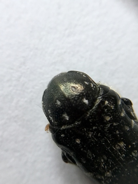 Oxythyrea funesta - sokpettyes virágbogár