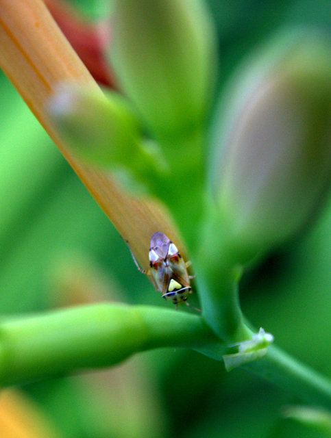 Lygus pratensis - változó mezeipoloska