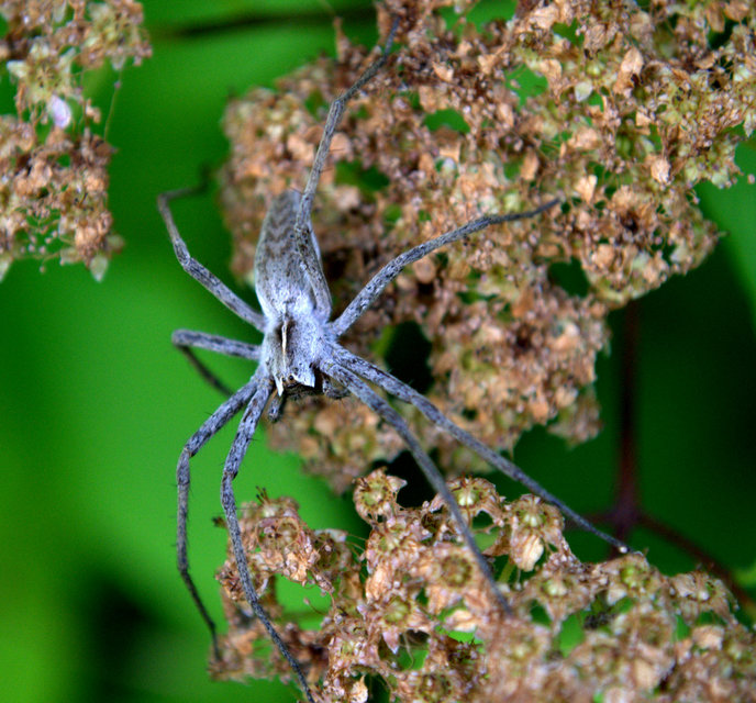 Pisaura mirabilis - csodáspók