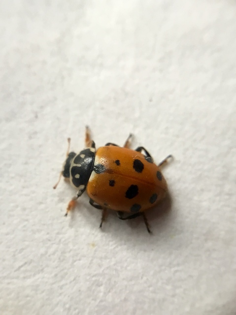 Hippodamia variegata - tizenhárompettyes katica