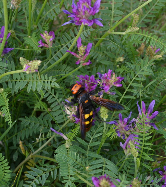 Megascolia maculata - óriás-tőrösdarázs