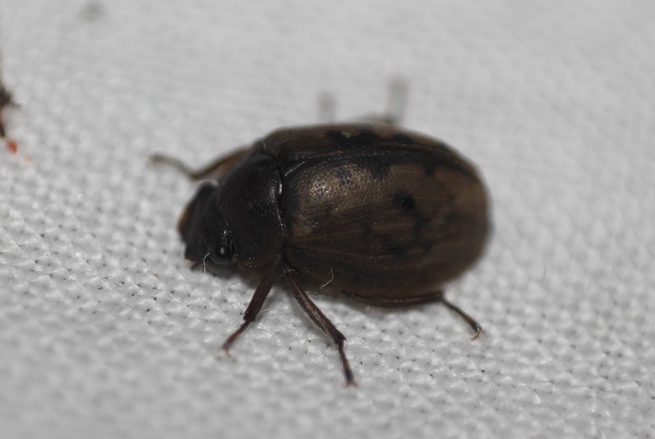 Spercheus emarginatus - ciripelő dajkacsibor