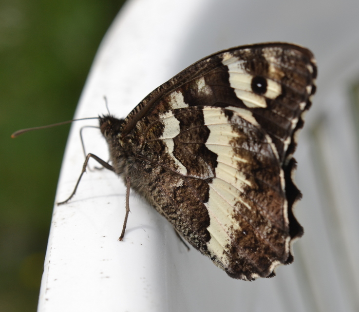 Brintesia circe - fehéröves szemeslepke