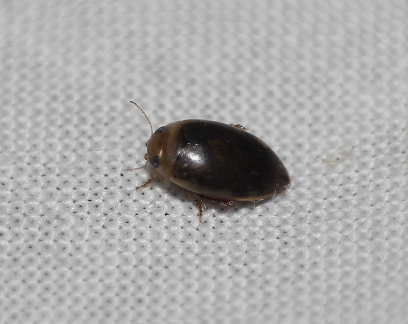Laccophilus minutus - néma bukóbogár Laccophilus minutus - néma bukóbogár
