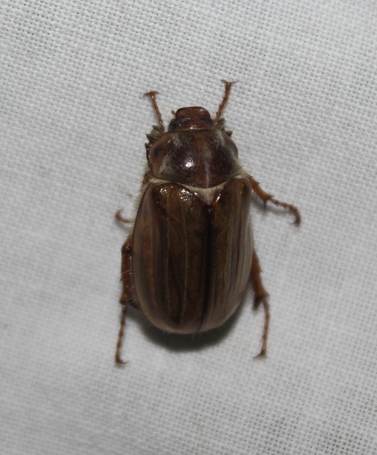 Amphimallon solstitiale - bordás sárgacserebogár