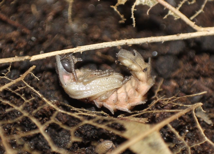 Lampyris noctiluca - nagy szentjánosbogár