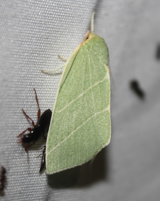 Bena bicolorana - tölgyfa-zöldbagoly