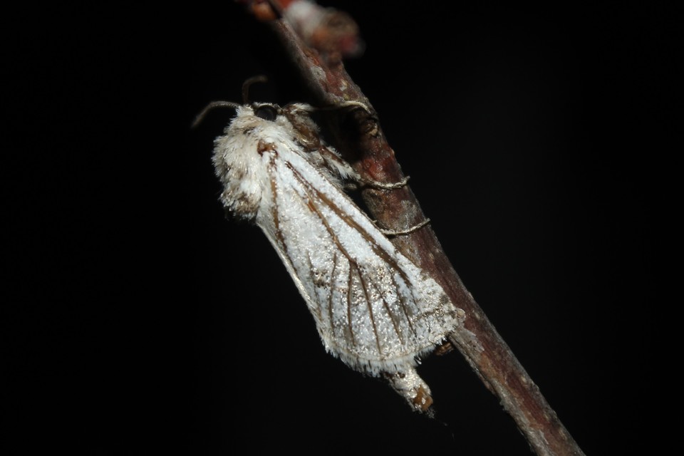 Parahypopta caestrum - spárgalepke