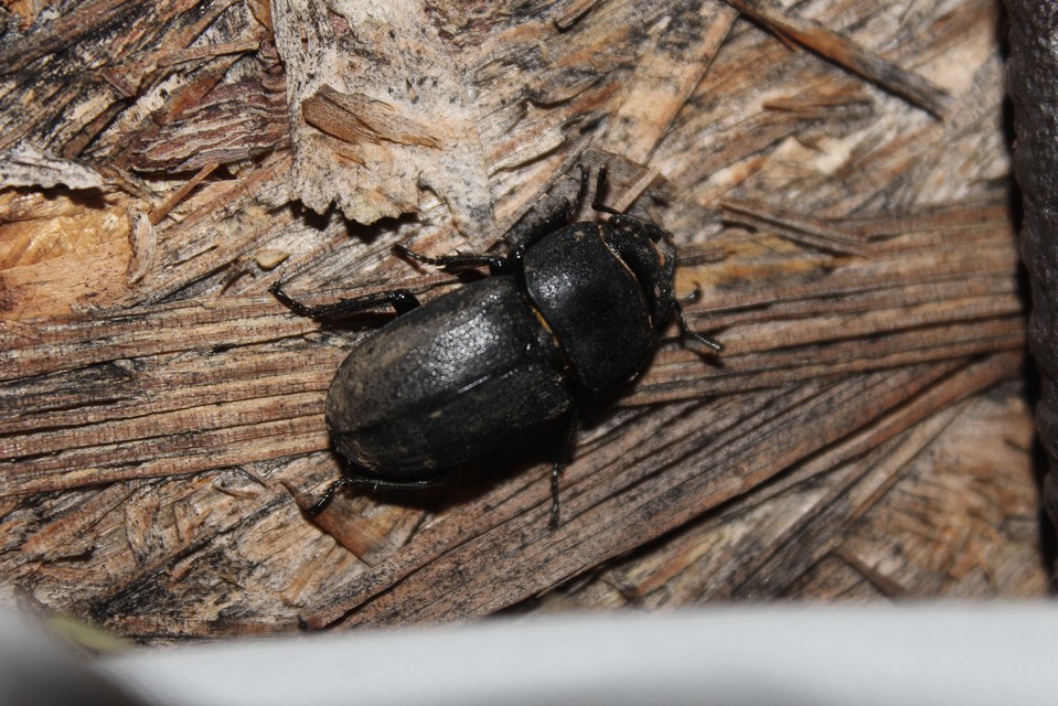 Dorcus parallelipipedus - kis szarvasbogár