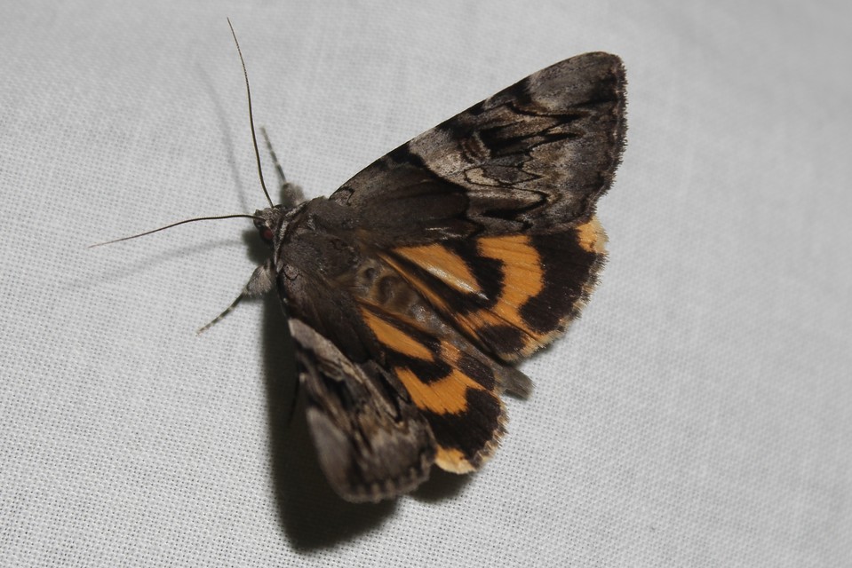 Catocala fulminea - galagonya-övesbagoly