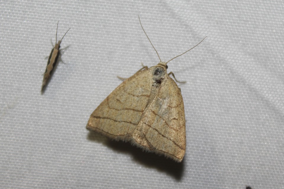 Polypogon tentacularia - sötétaljú karcsúbagoly