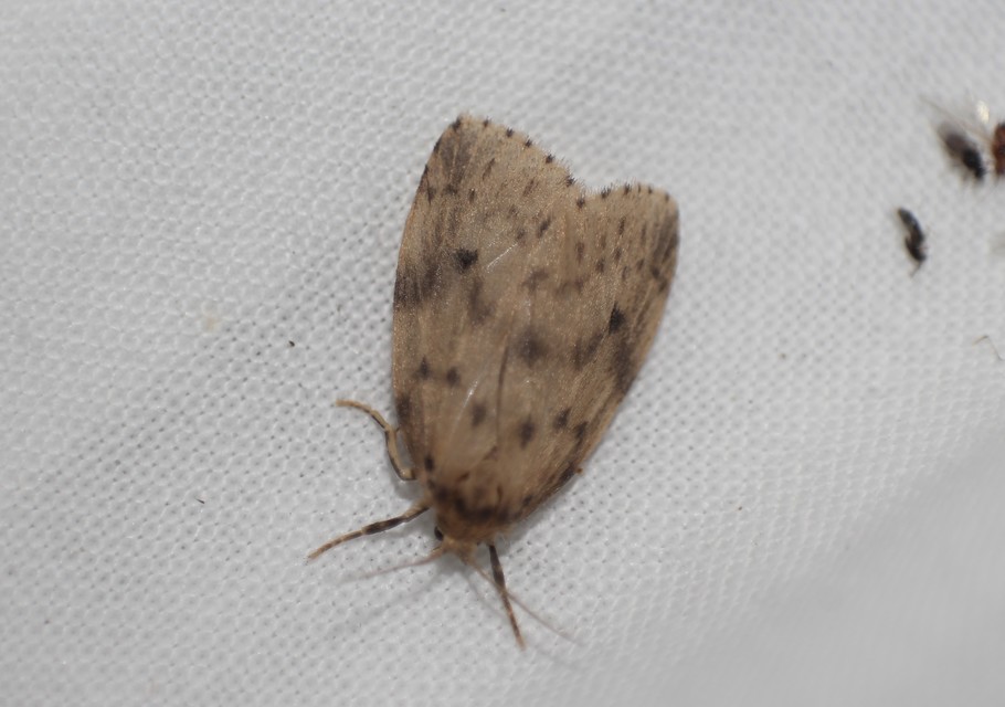 Thumata senex - mocsári medvelepke