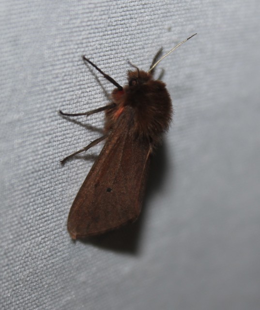Phragmatobia fuliginosa - füstös medvelepke