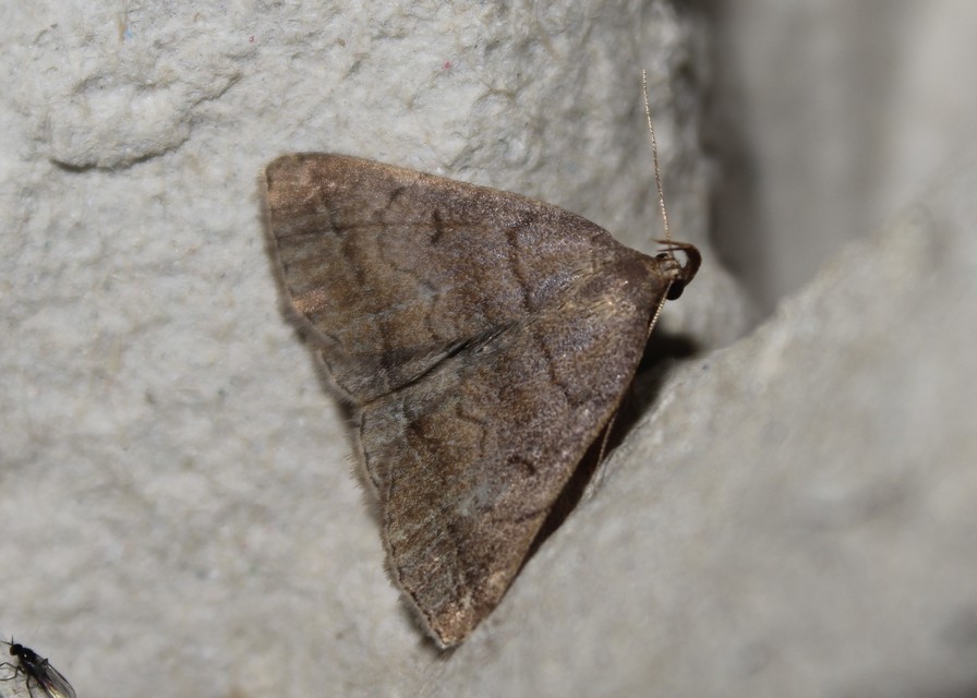Zanclognatha lunalis - pelyheslábú karcsúbagoly