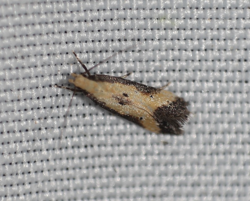 Brachmia dimidiella - citromkocsord-lápimoly