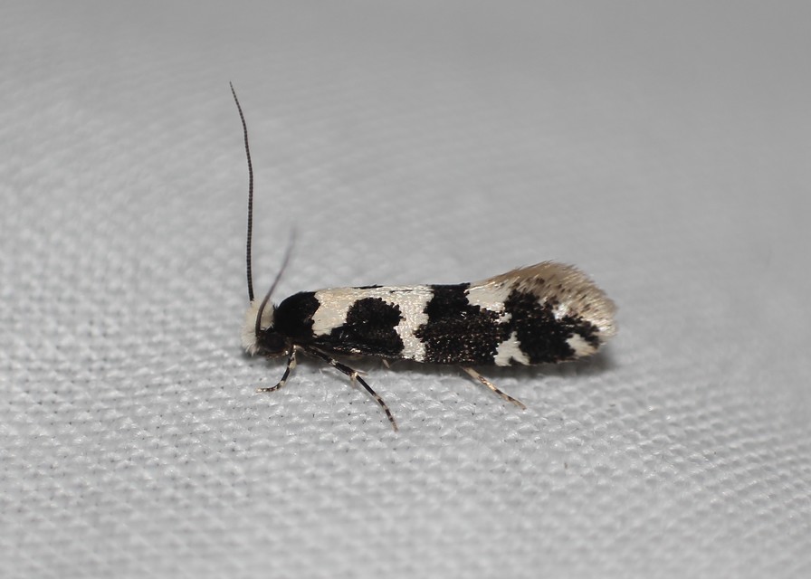 Neurothaumasia ankerella - magyarmoly