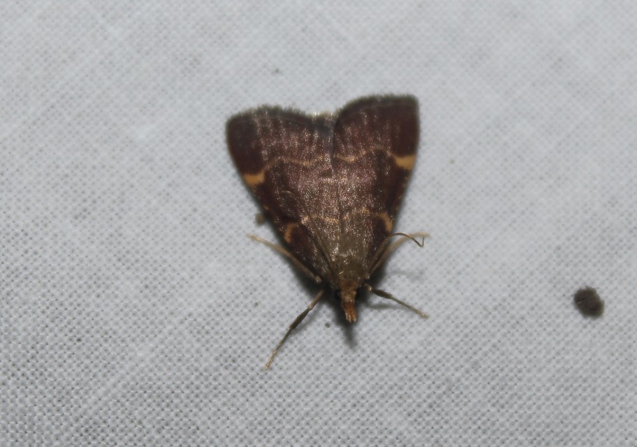 Hypsopygia rubidalis - vörös fényilonca