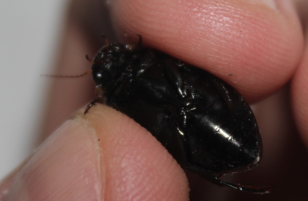 Colymbetes fuscus - gyakori recéscsíkbogár