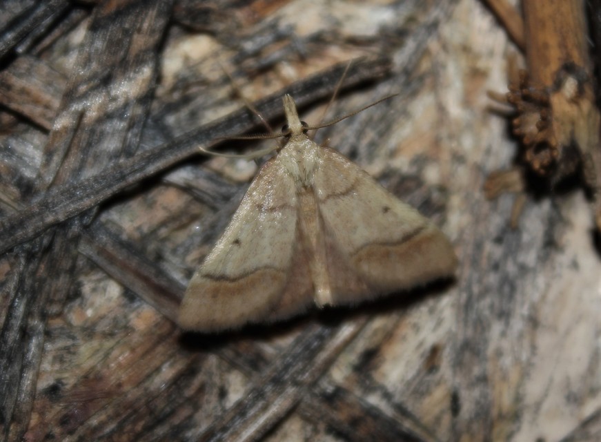 Stemmatophora brunnealis - barna fényilonca