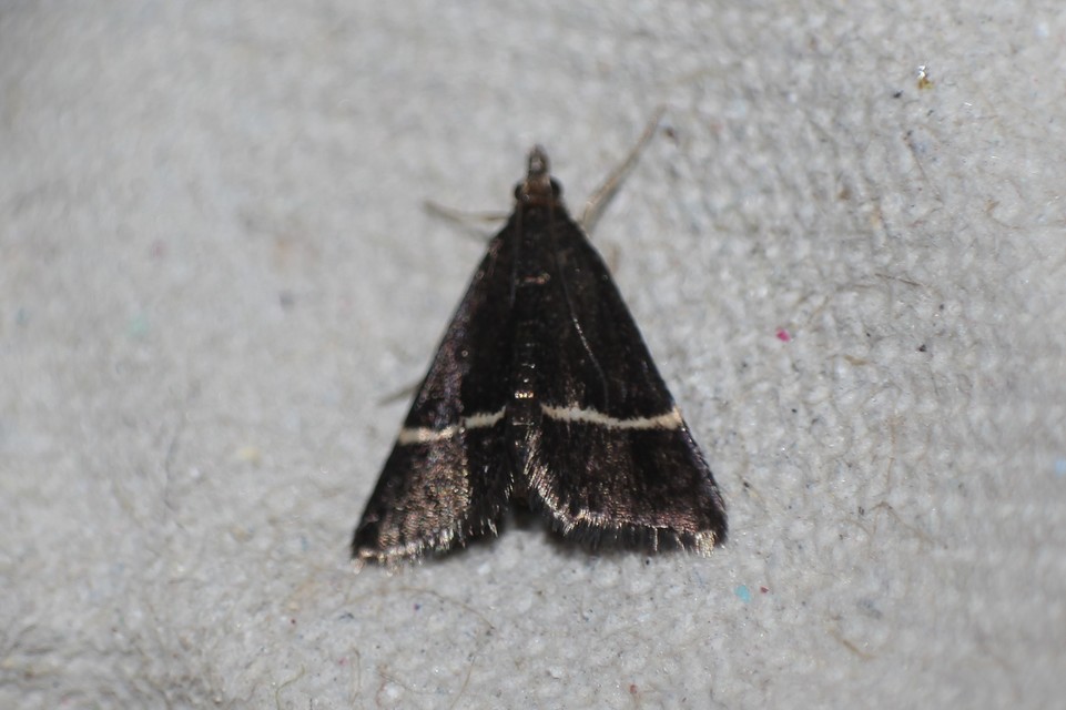 Pyrausta cingulata - fehéröves kormosmoly