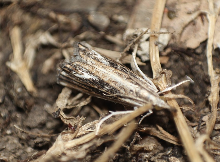 Catoptria verellus - kormos fűgyökérmoly