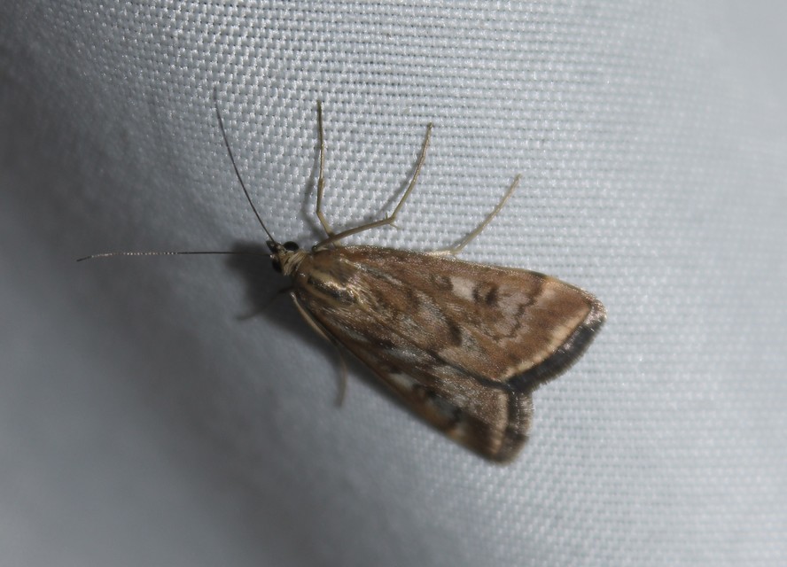 Loxostege sticticalis - muszkamoly