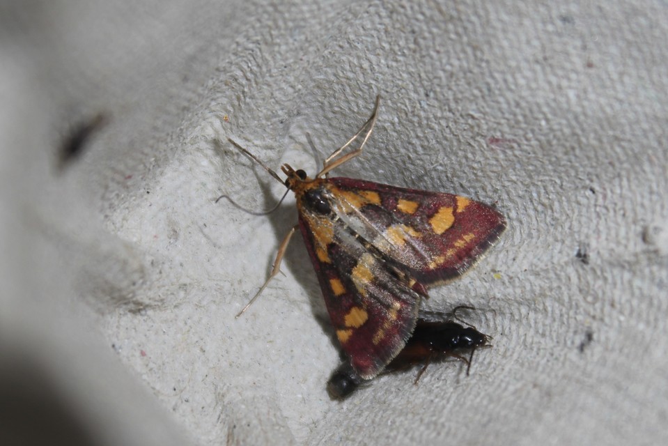 Pyrausta purpuralis - közönséges bíbormoly