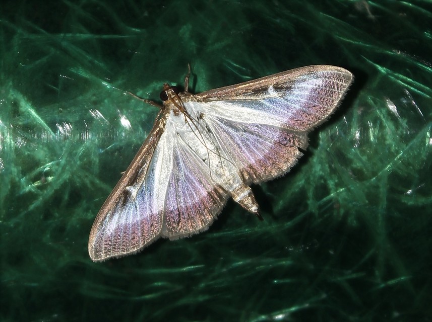 Cydalima perspectalis - puszpáng-tűzmoly