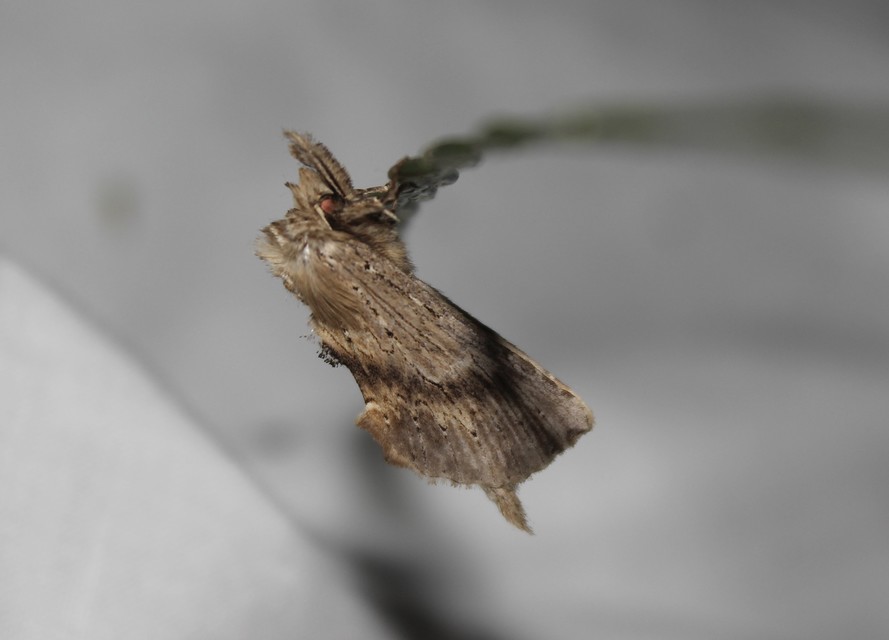 Pterostoma palpina - csőrös púposszövő