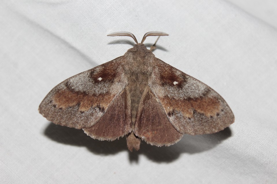 Dendrolimus pini - fenyőpohók