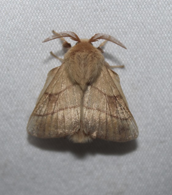 Malacosoma neustria - gyűrűsszövő