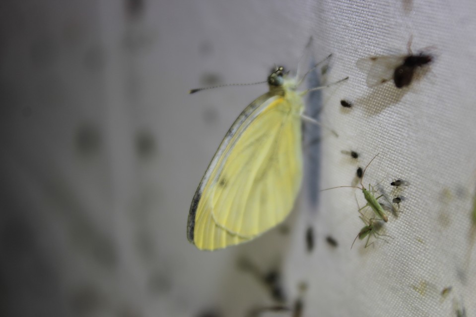 Pieris rapae - répalepke