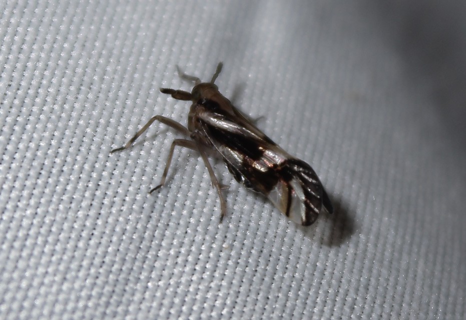 Delphax crassicornis
