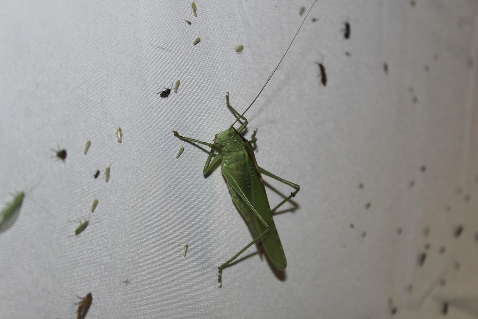 Tettigonia viridissima - zöld lombszöcske