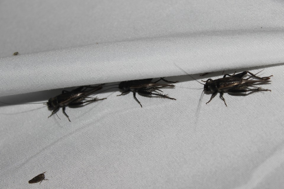 Eumodicogryllus bordigalensis - bordói tücsök
