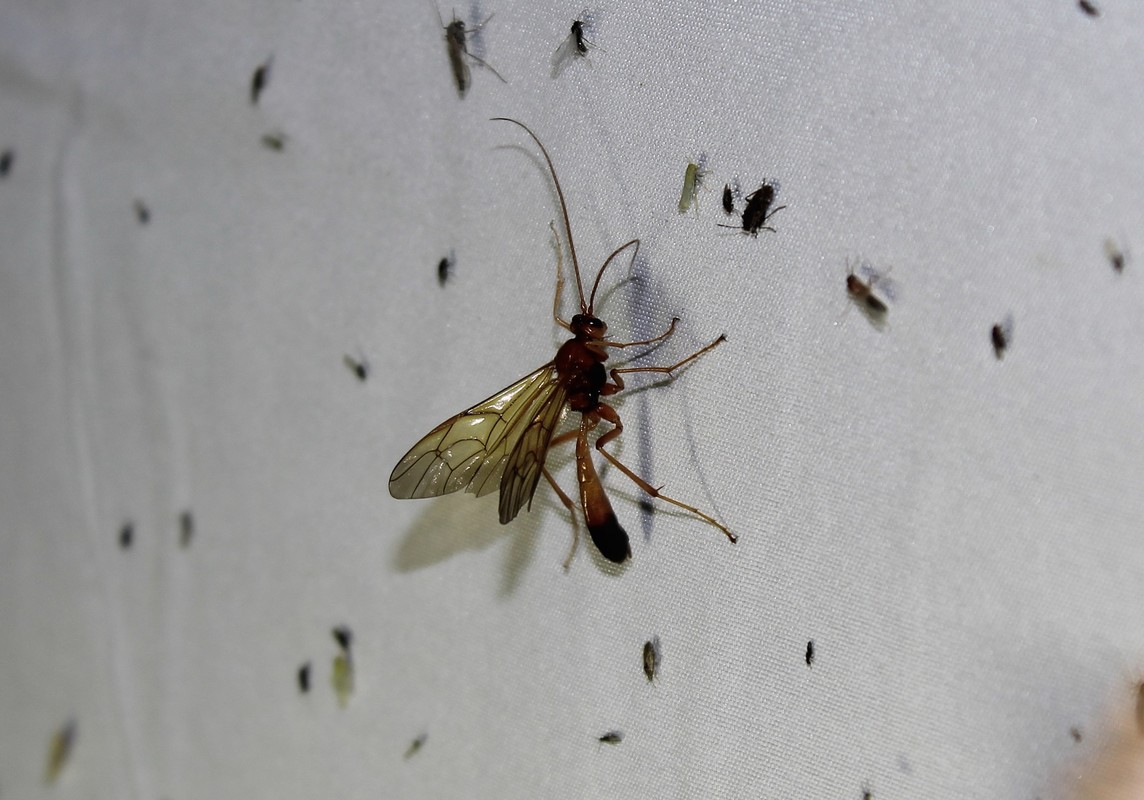 Opheltes glaucopterus