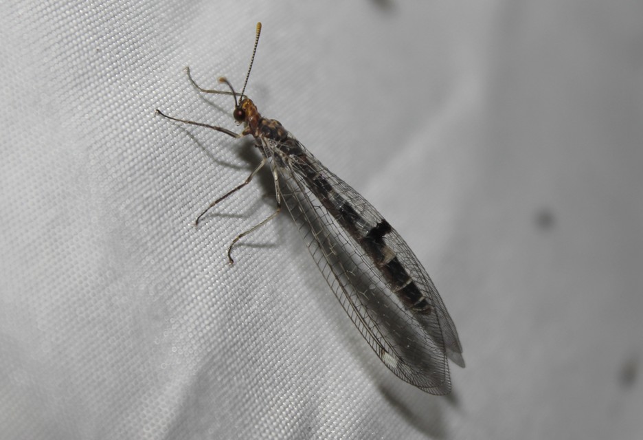 Megistopus flavicornis - kétfoltos hangyaleső