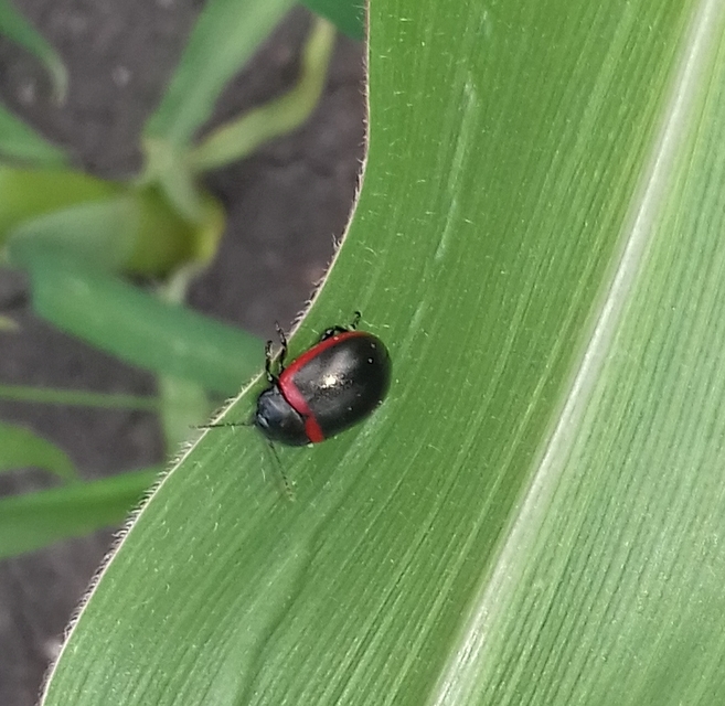 Chrysolina limbata - keretes levélbogár